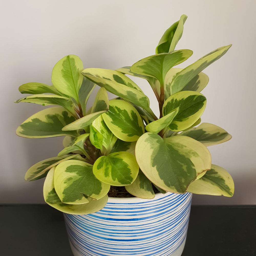 Peperomia obtusifolia 'Obtipan bicolor' ~ Monrovia® Optipan Bicolor Peperomia-ServeScape