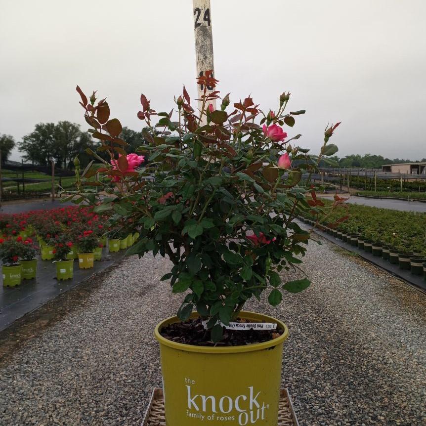 Rosa ‘Radtkopink’ PP 18,507 ~ Monrovia® Double Pink Knock Out® Rose-ServeScape