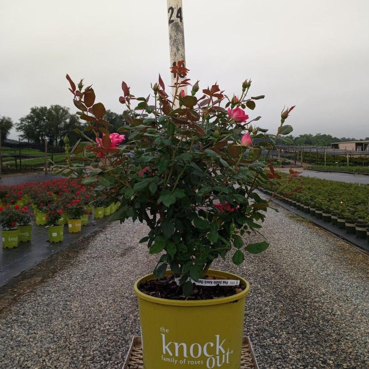 Rosa ‘Radtkopink’ PP 18,507 ~ Monrovia® Double Pink Knock Out® Rose-ServeScape