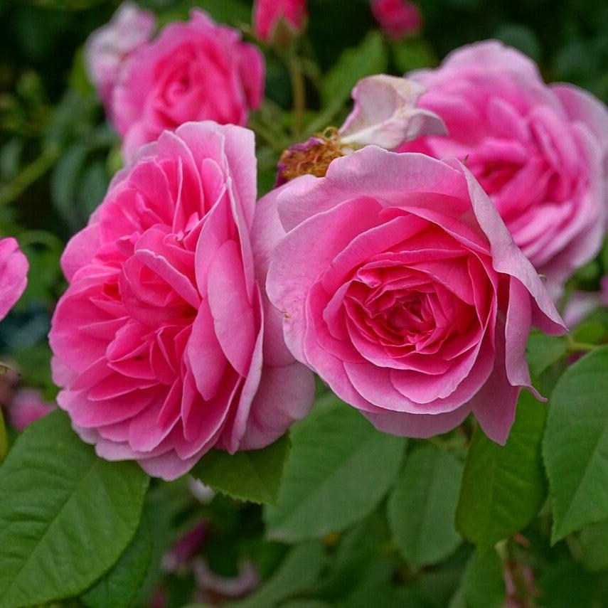Rosa 'AUSboard' ~ Gertrude Jekyll® Rose-ServeScape