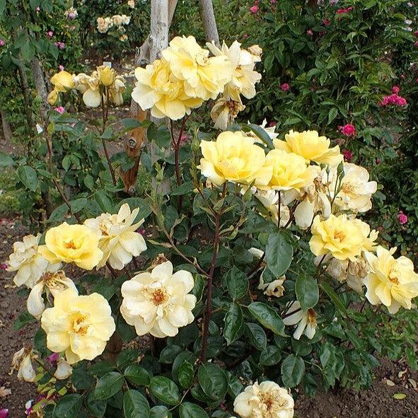 Rosa 'Golden Showers' ~ Golden Showers Rose-ServeScape