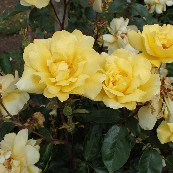 Rosa 'Golden Showers' ~ Golden Showers Rose-ServeScape