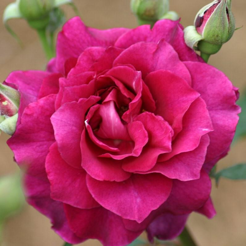Rosa 'JACum' ~ Intrigue Rose-ServeScape