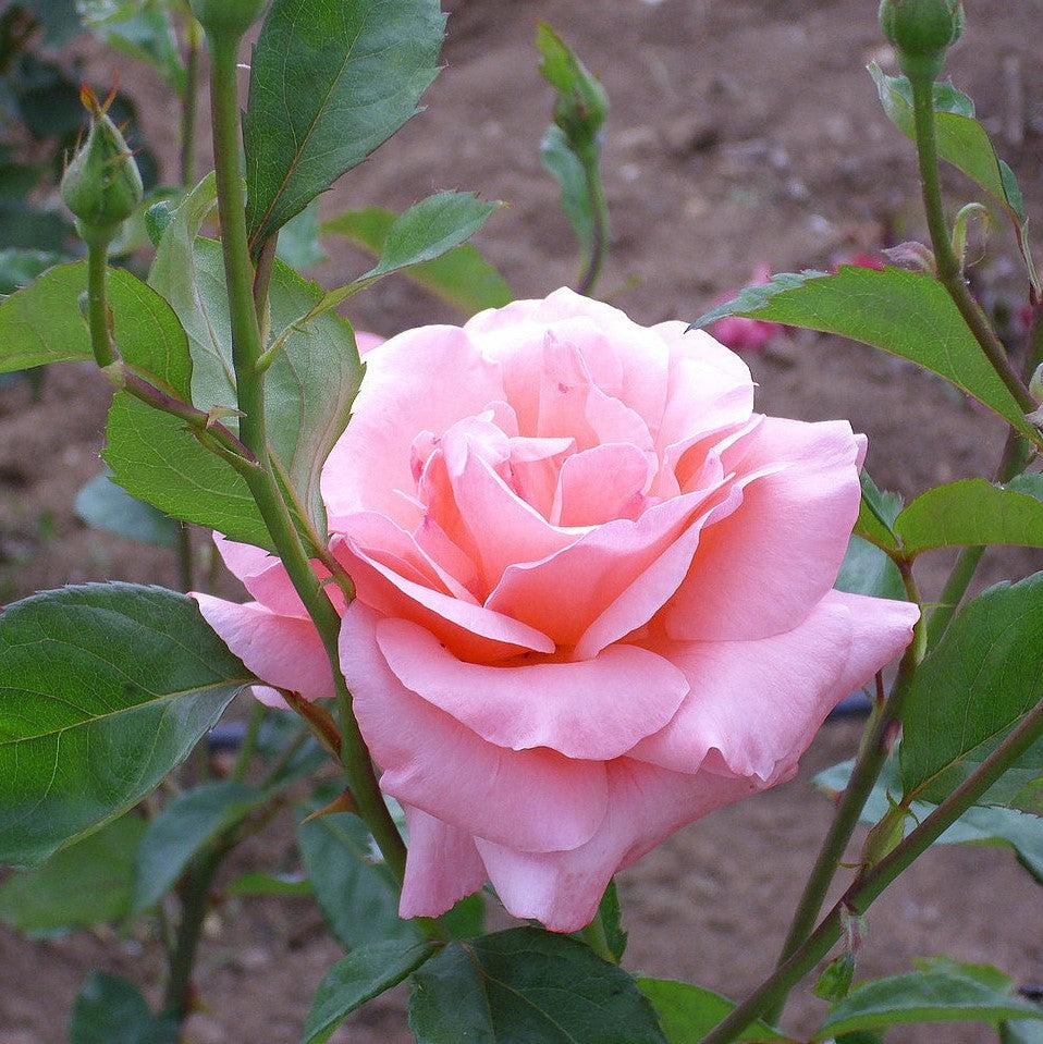 Rosa 'Queen Elizabeth' ~ Queen Elizabeth™ Grandiflora Rose-ServeScape