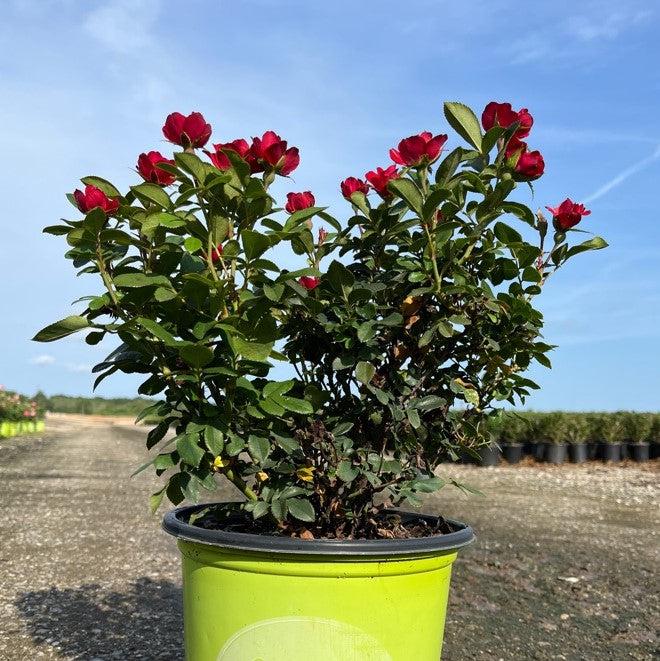 Rosa x 'Meibenbino' ~ Petite Knock Out® Rose-ServeScape