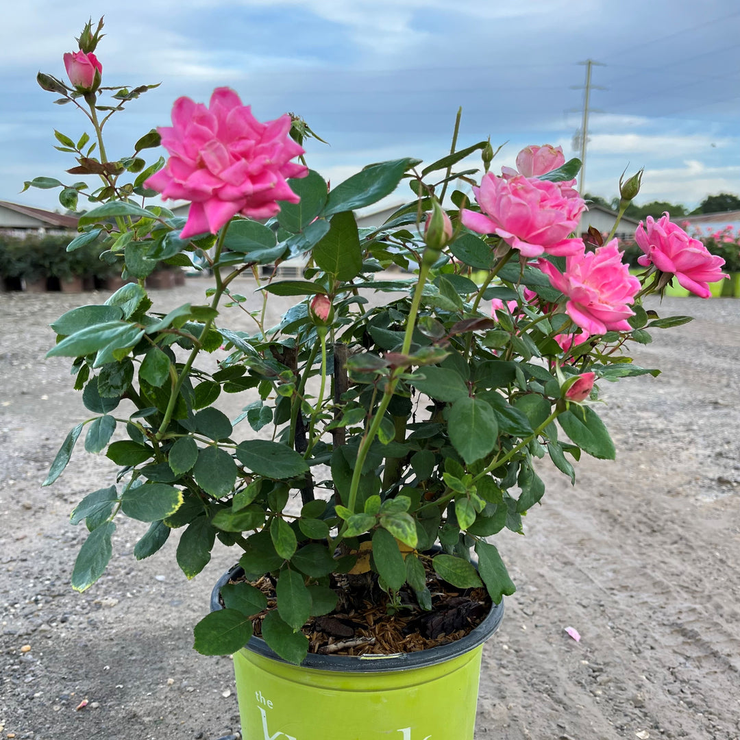 Rosa ‘Radtkopink’ PP 18,507 ~ Monrovia® Double Pink Knock Out® Rose-ServeScape