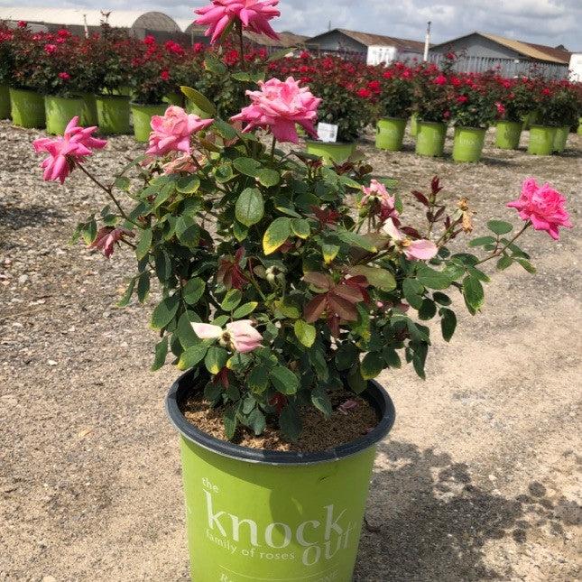 Rosa ‘Radtkopink’ PP 18,507 ~ Monrovia® Double Pink Knock Out® Rose-ServeScape