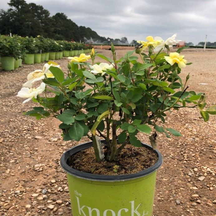 Rosa ‘Radsunny’ PP 18,562 ~ Sunny Knock Out® Rose-ServeScape