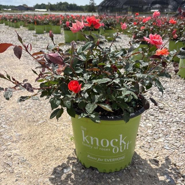 Rosa ‘Radral’ PP 19,803 ~ Coral Knock Out® Rose-ServeScape