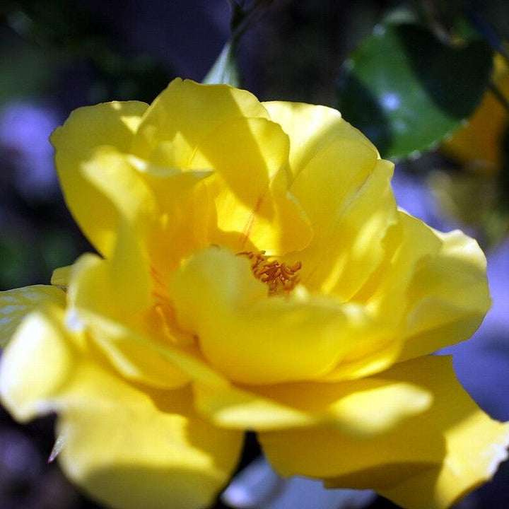 Rosa 'Golden Showers' ~ Golden Showers Rose-ServeScape