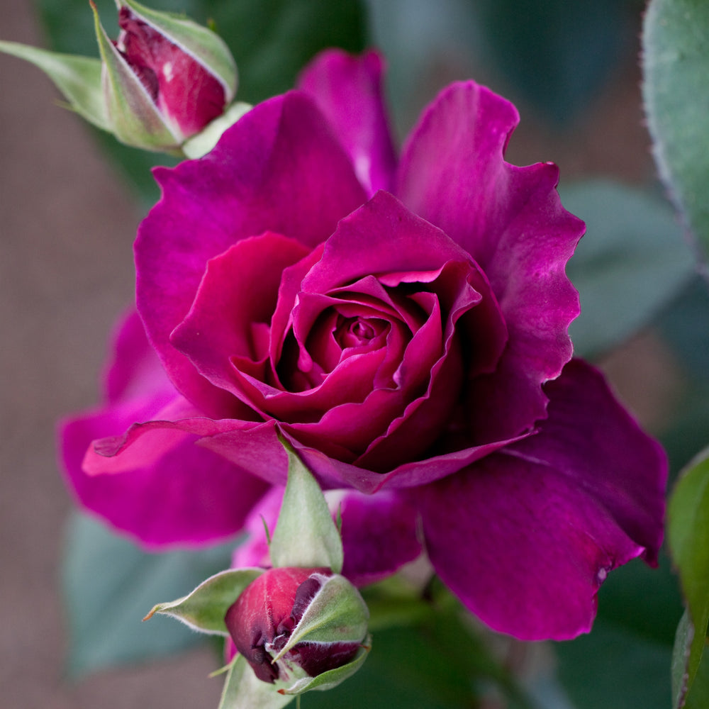 Rosa 'JACum' ~ Intrigue Rose-ServeScape