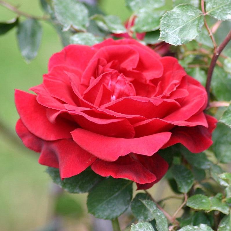 Rosa 'Don Juan' ~ Don Juan Rose-ServeScape