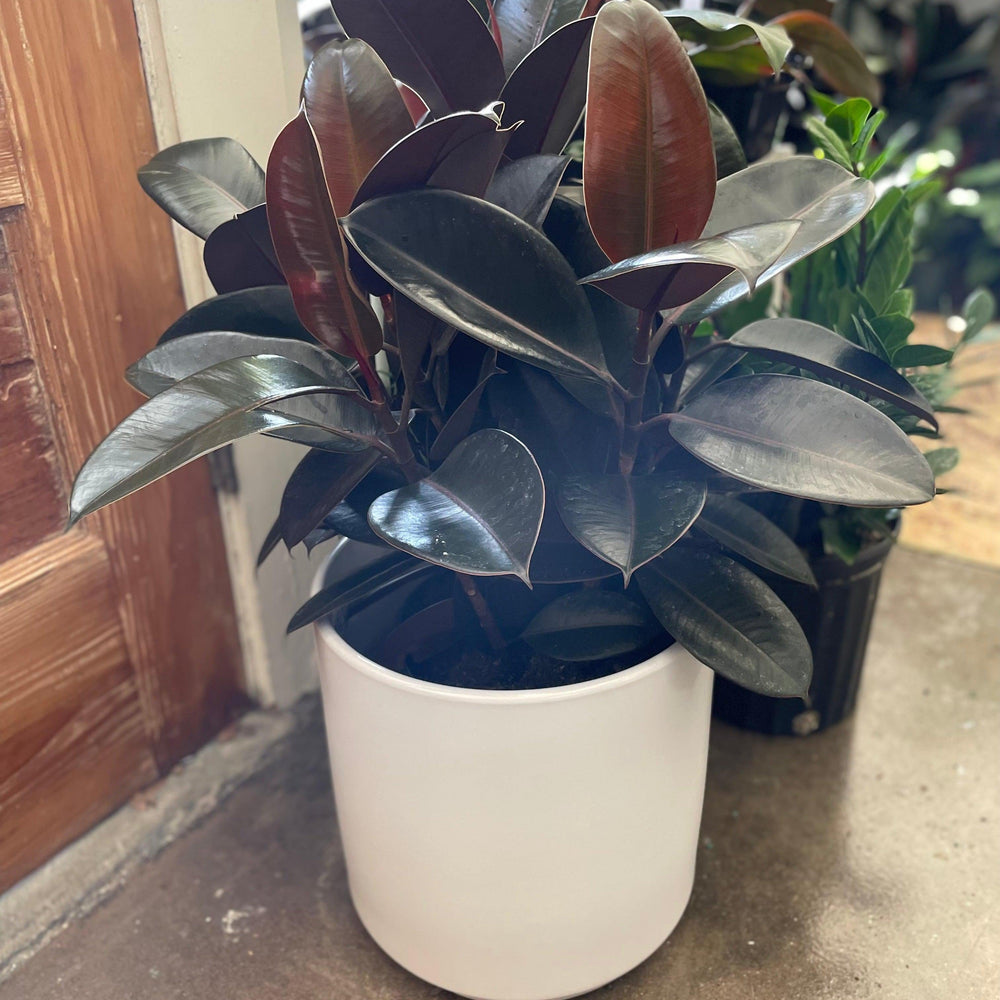 Ficus elastica 'Burgundy' ~ Monrovia® Burgundy Rubber Plant-ServeScape