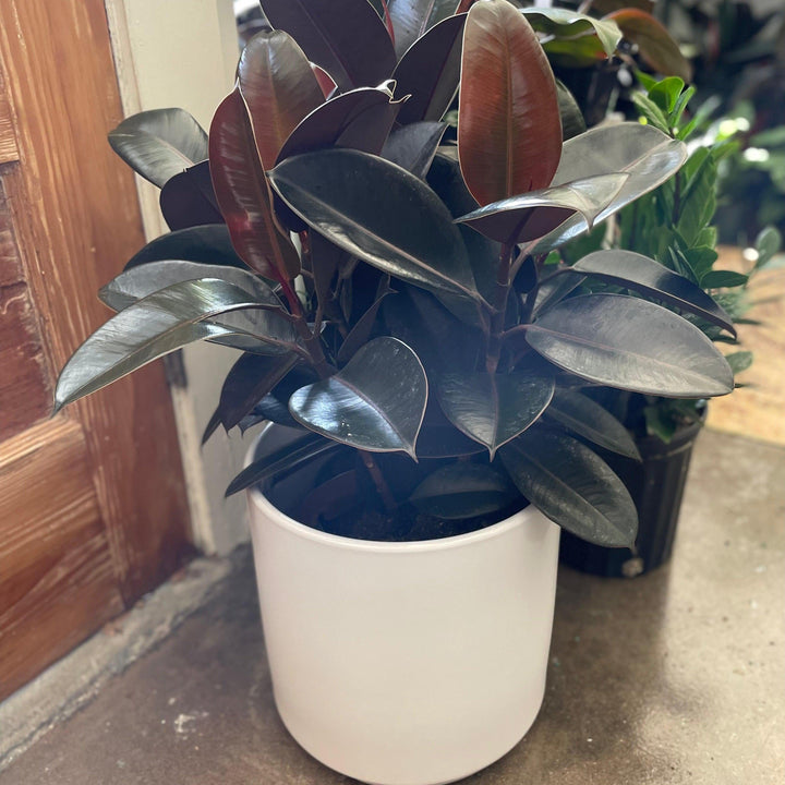 Ficus elastica 'Burgundy' ~ Monrovia® Burgundy Rubber Plant-ServeScape