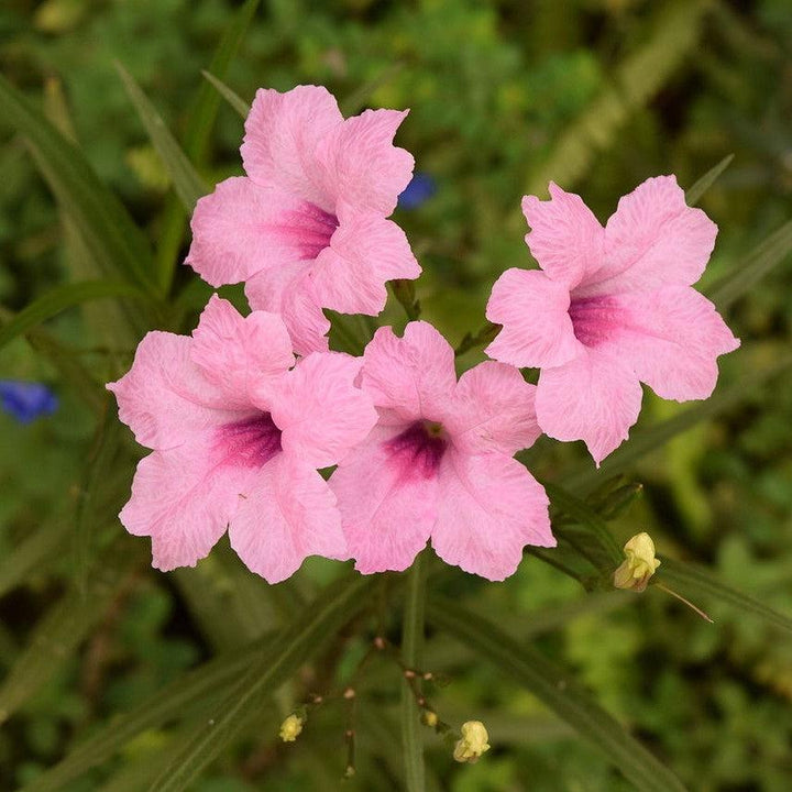 Ruellia simplex 'R10-105-Q54' PP26063 ~ Mayan™ Pink Mexican Petunia-ServeScape