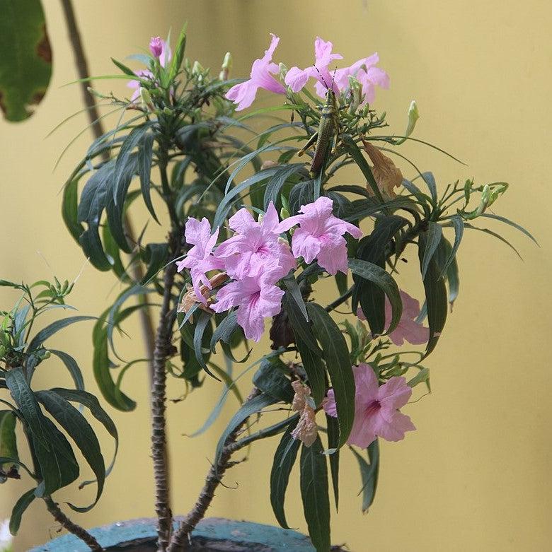 Ruellia simplex 'R10-105-Q54' PP26063 ~ Mayan™ Pink Mexican Petunia-ServeScape