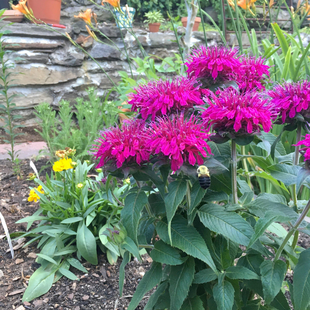 Monarda didyma 'Balbalmurp' ~ Monrovia® Balmy™ Purple Bee Balm-ServeScape