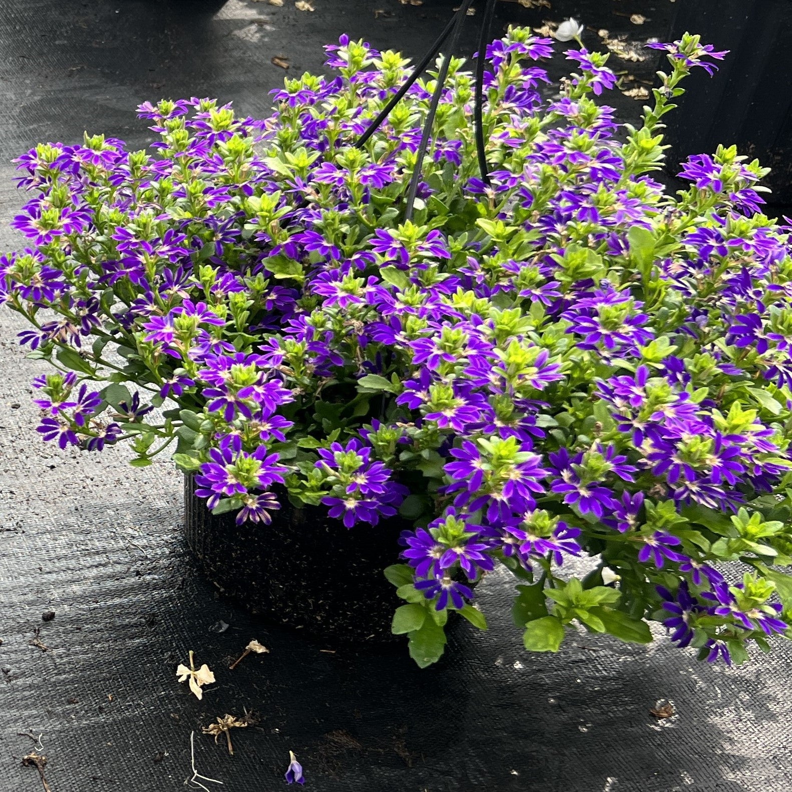 Scaevola 'Surdiva Blue Violet' ~ SURDIVA® Blue Violet Fan Flower-ServeScape