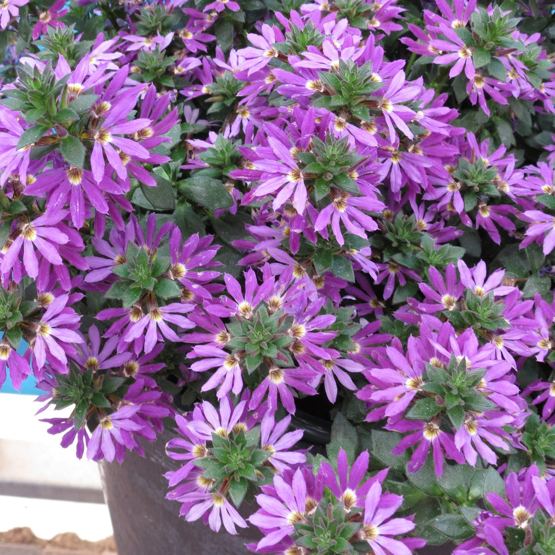 Scaevola 'Surdiva Purple' ~ SURDIVA® Purple Fan Flower-ServeScape
