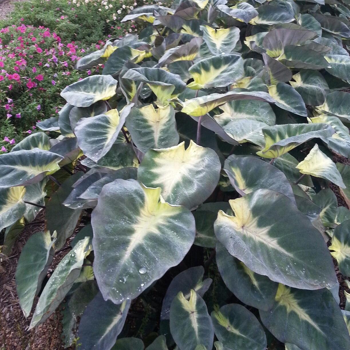 Colocasia esculenta 'Tropical Storm' ~ Monrovia® Royal Hawaiian® Tropical Storm Elephant Ear-ServeScape