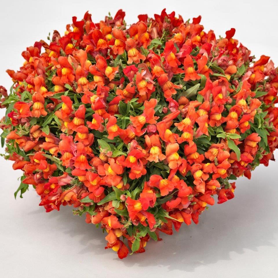 Antirrhinum majus 'Candy Showers Orange' ~ Candy Showers™ Orange Snapdragon-ServeScape