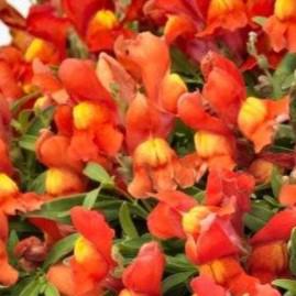 Antirrhinum majus 'Candy Showers Orange' ~ Candy Showers™ Orange Snapdragon-ServeScape