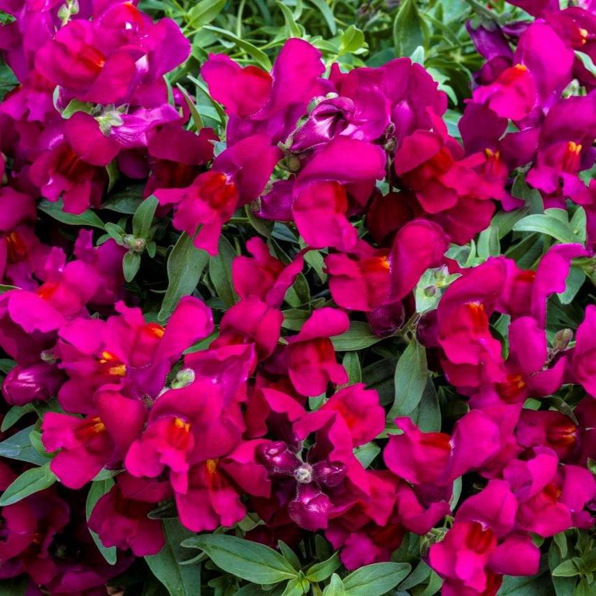 Antirrhinum majus 'Candy Showers Deep Purple' ~ Candy Showers™ Deep Purple Snapdragon-ServeScape