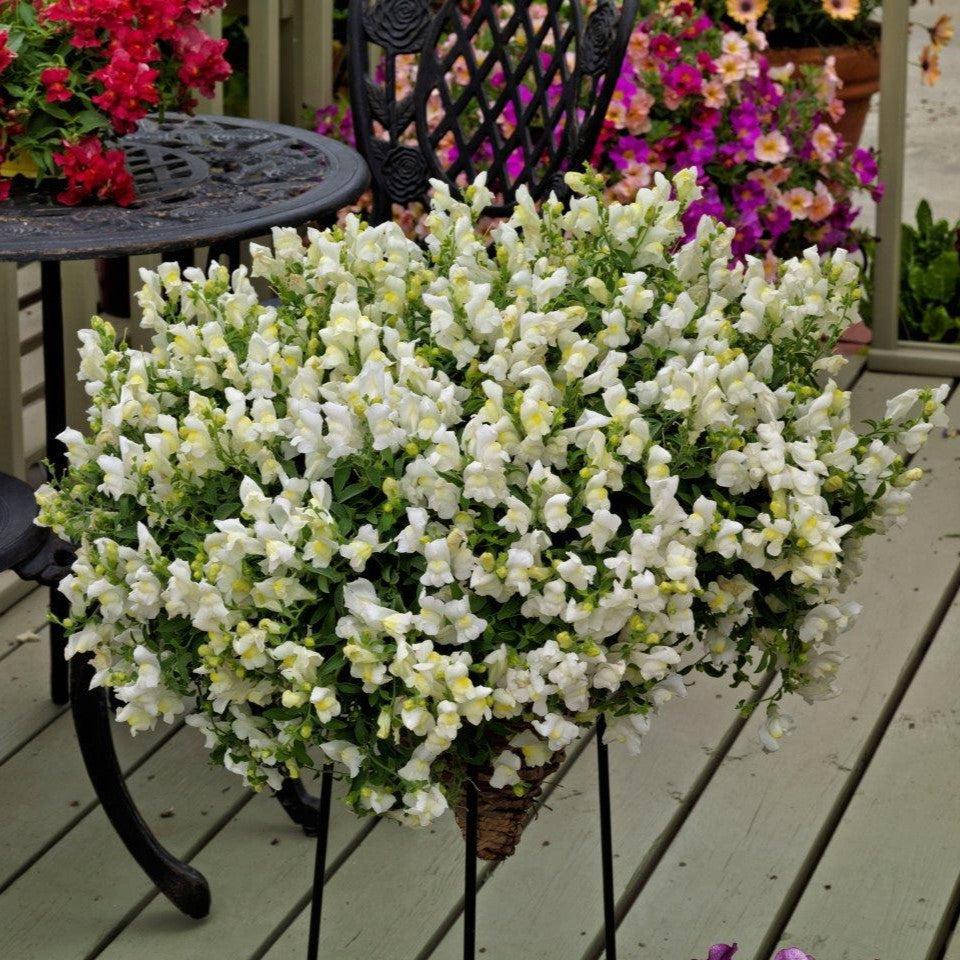 Antirrhinum majus 'Candy Showers White' ~ Candy Showers™ White Snapdragon-ServeScape