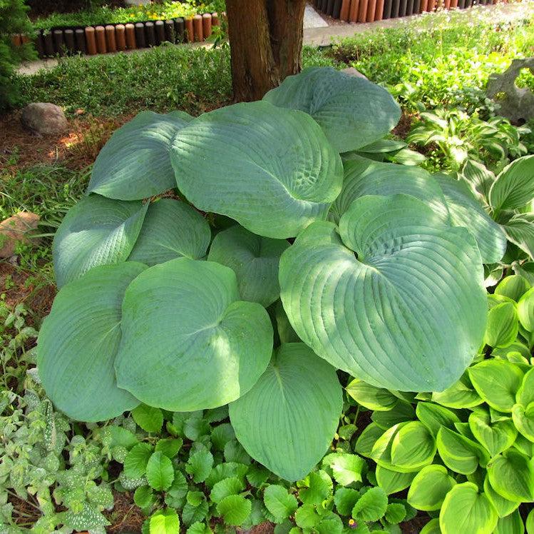 Hosta 'T Rex' ~ Monrovia® T Rex Hosta-ServeScape