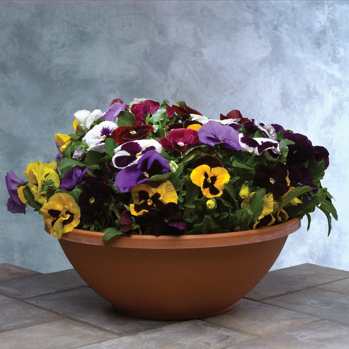 Viola x wittrockiana 'Majestic Giants II Blotch Mix' ~ Majestic Giants II Blotch Mix Pansy-ServeScape