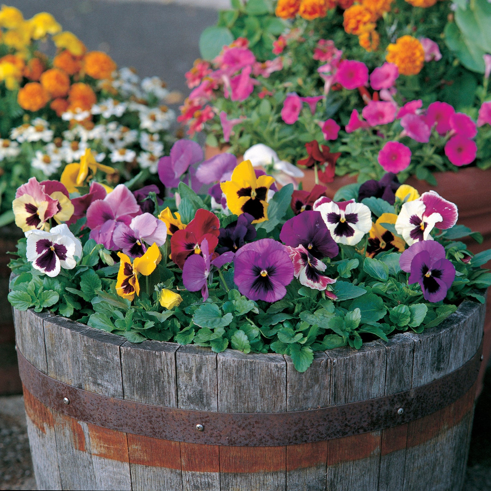 Viola x wittrockiana 'Majestic Giants II Blotch Mix' ~ Majestic Giants II Blotch Mix Pansy-ServeScape
