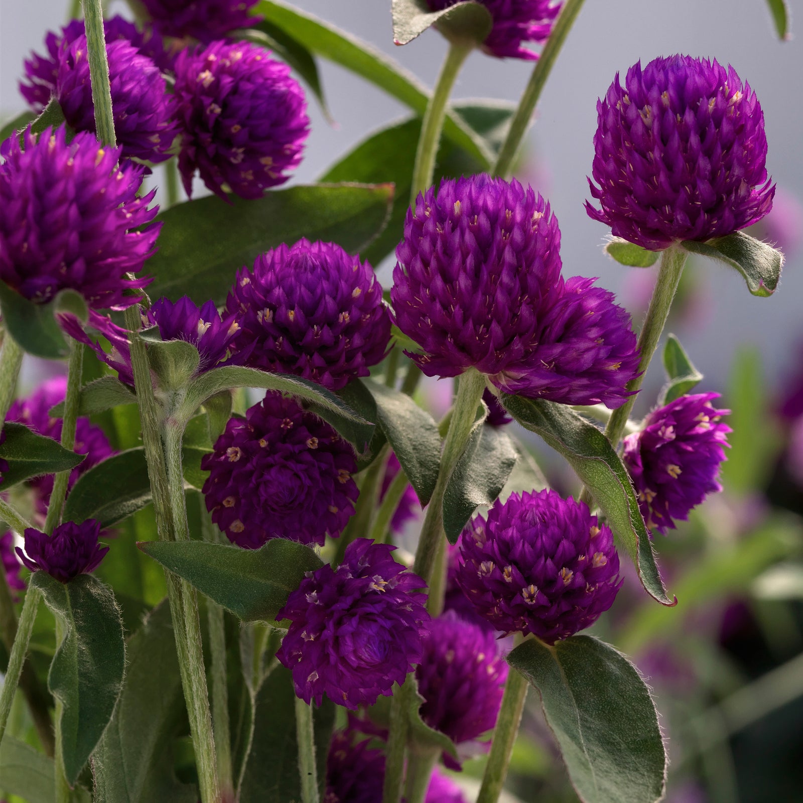 Gomphrena 'Ping Pong Purple' ~ Ping Pong Purple Globe Amaranth-ServeScape