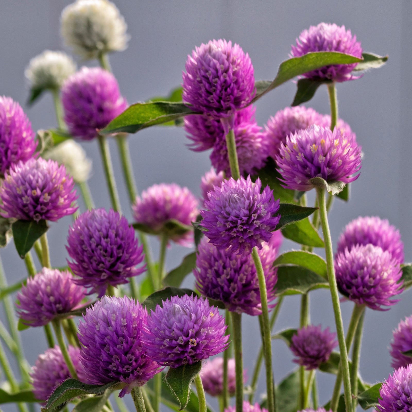 Gomphrena 'Ping Pong Lavender' ~ Ping Pong Lavender Globe Amaranth-ServeScape