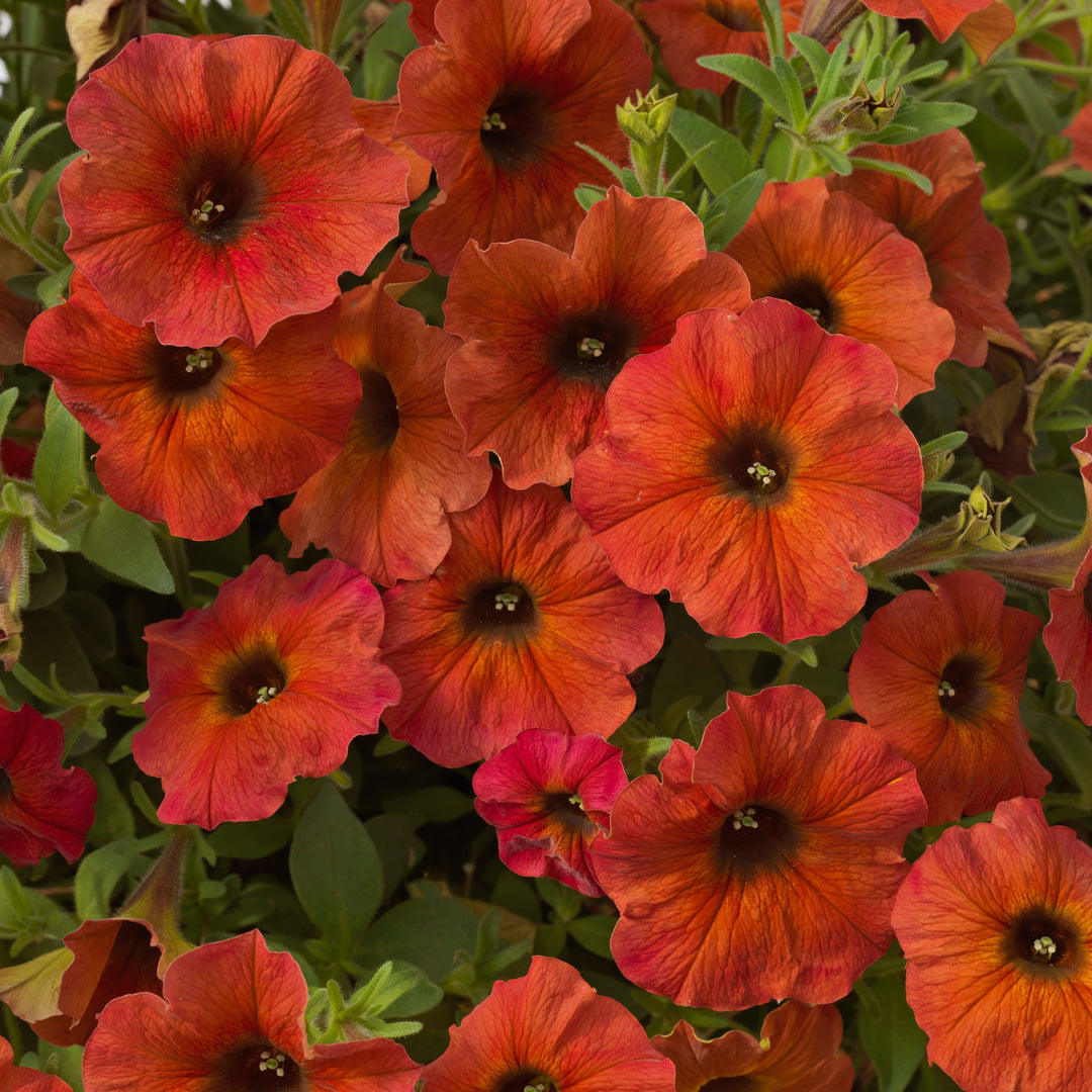 Petchoa 'SAKPXC021' ~ SuperCal® Premium Cinnamon Petchoa-ServeScape