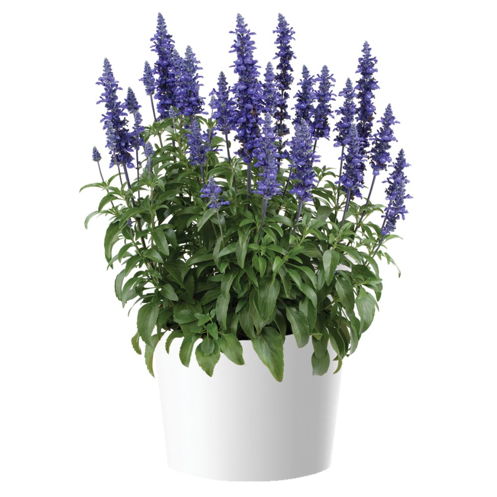 Salvia farinacea 'Blue Lagoon' ~ Sallyfun™ Blue Lagoon Salvia-ServeScape