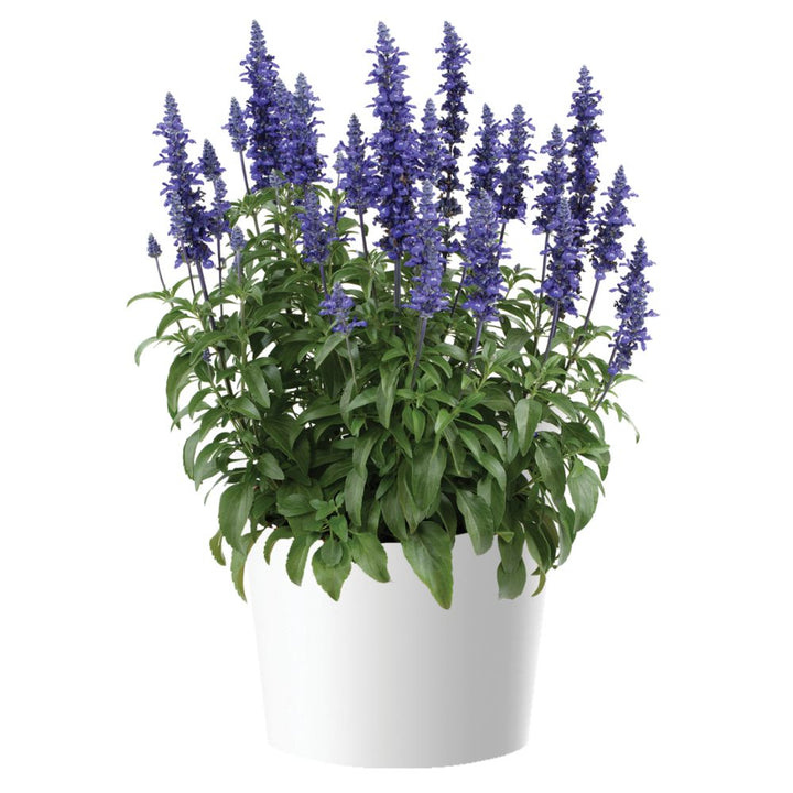 Salvia farinacea 'Blue Lagoon' ~ Sallyfun™ Blue Lagoon Salvia-ServeScape