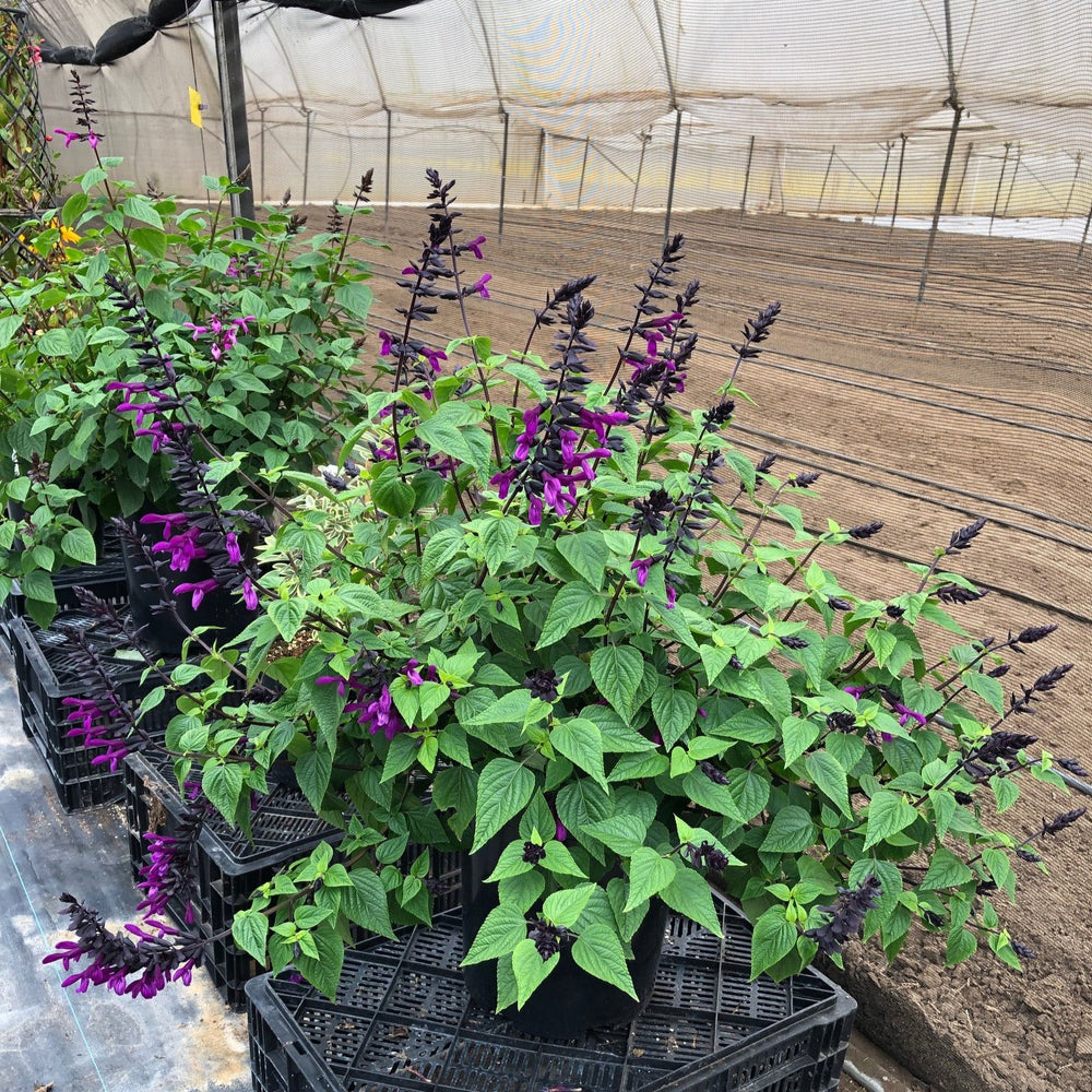 Salvia guarantica ‘Smokey Jazz’ PP33224 ~ Bodacious® Smokey Jazz Sage-ServeScape