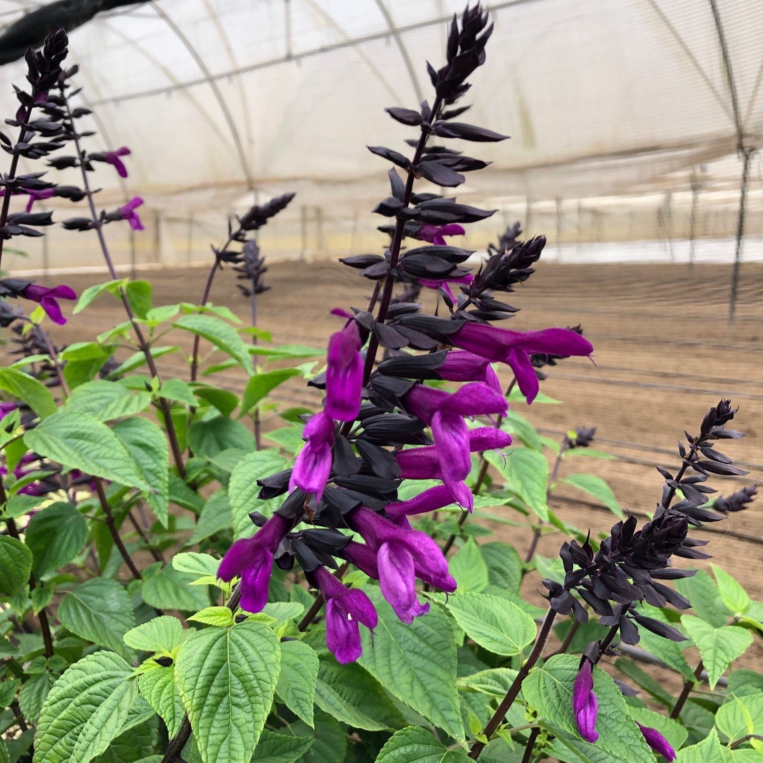 Salvia guarantica ‘Smokey Jazz’ PP33224 ~ Bodacious® Smokey Jazz Sage-ServeScape