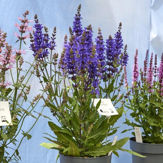Salvia nemorosa 'Dark Matter' ~ Dark Matter™ Meadow Sage-ServeScape