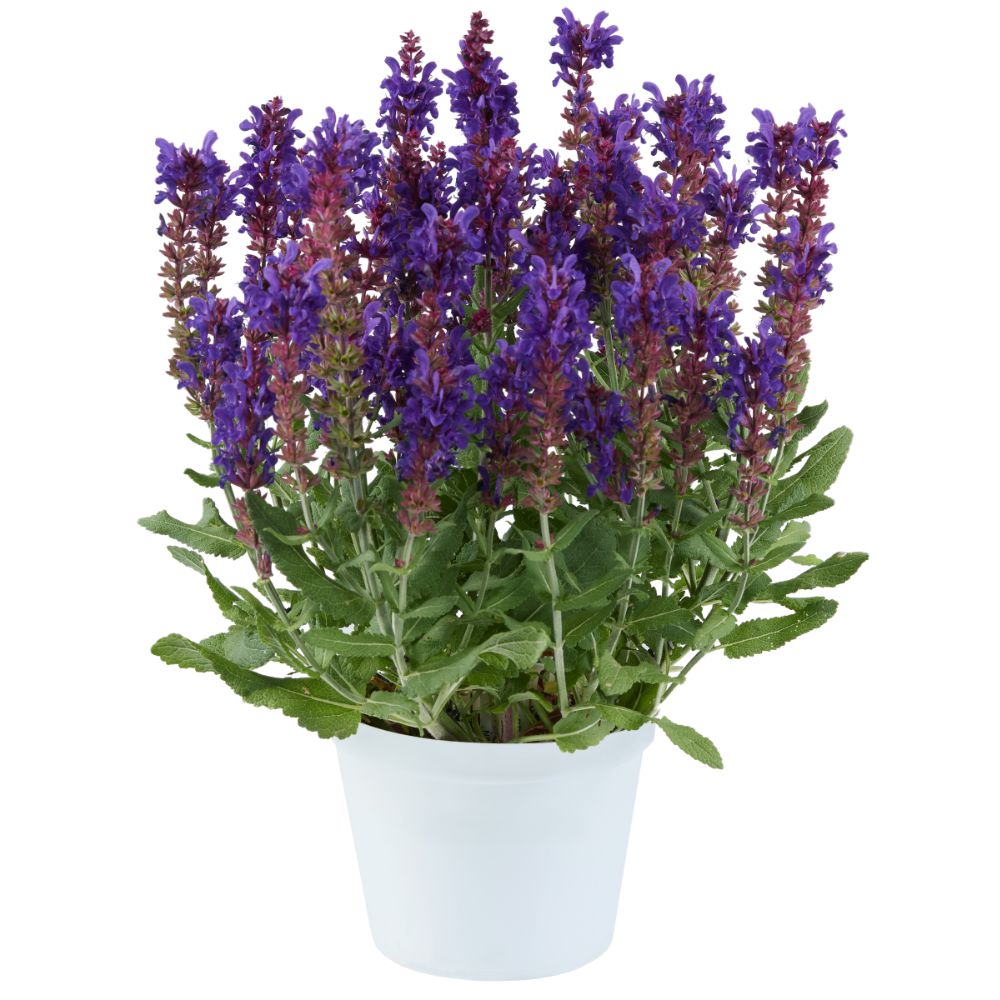 Salvia nemorosa 'Dark Matter' ~ Dark Matter™ Meadow Sage-ServeScape