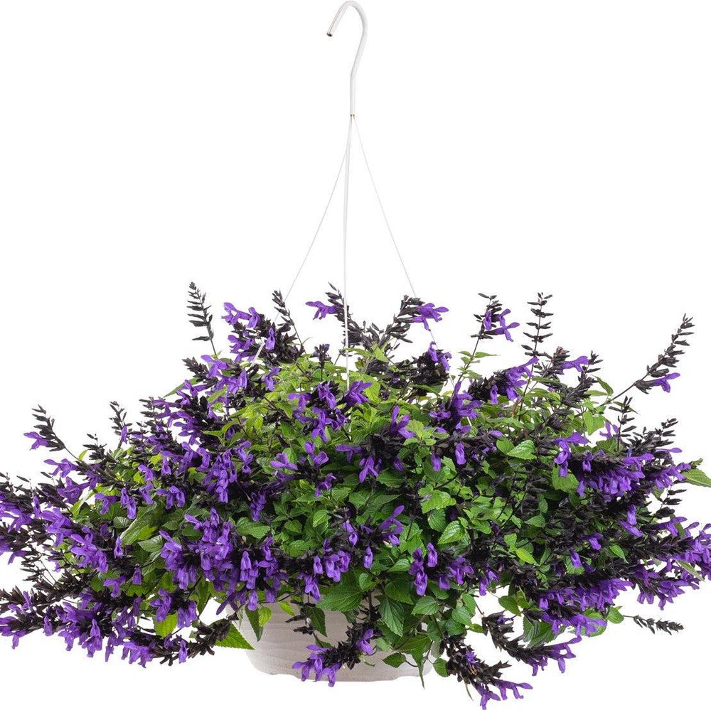 Salvia guarantica 'Hummingbird Falls' PP 33,891 ~ Bodacious® Hummingbird Falls Sage-ServeScape