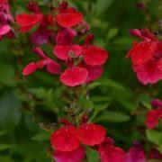 Salvia greggii 'Mirage Cherry Red PP 28,527' ~ Mirage™ Cherry Red Autumn Sage-ServeScape