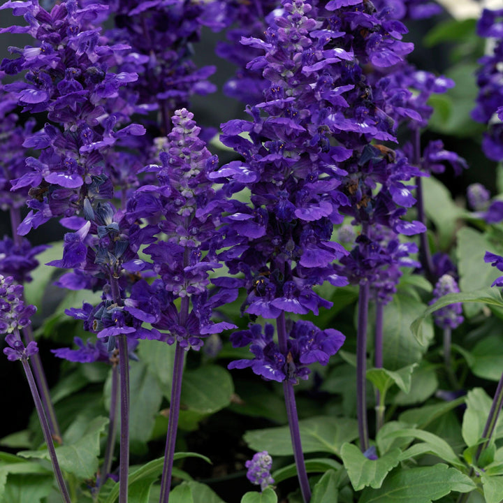 Salvia farinacea 'Velocity Blue' ~ Velocity™ Blue Salvia-ServeScape