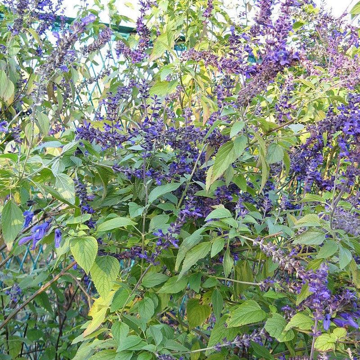 Salvia 'Indigo Spires' ~ Indigo Spires Sage-ServeScape