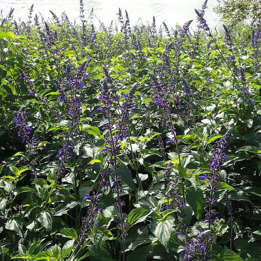 Salvia 'Indigo Spires' ~ Indigo Spires Sage-ServeScape