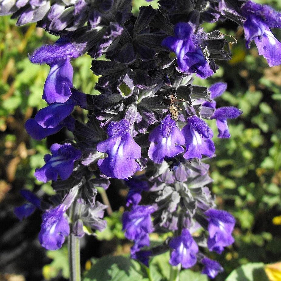 Salvia 'Indigo Spires' ~ Indigo Spires Sage-ServeScape