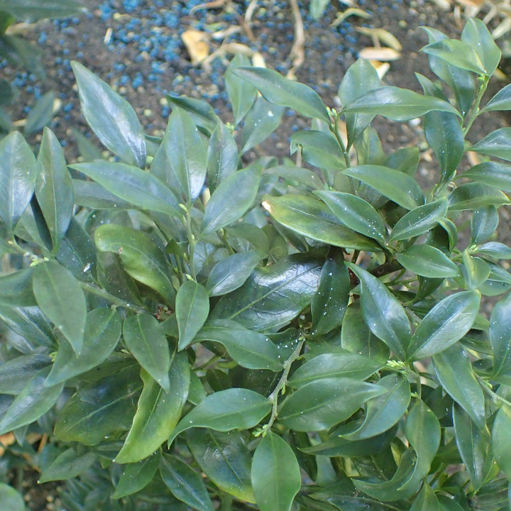 Sarcococca hookeriana var. humilis 'Sarsid2' ~ Fragrant Mountain Sweetbox-ServeScape