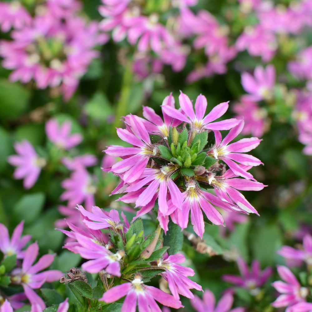 Scaevola 'Surdiva Fashion Pink' ~ SURDIVA® Fashion Pink Fan Flower-ServeScape