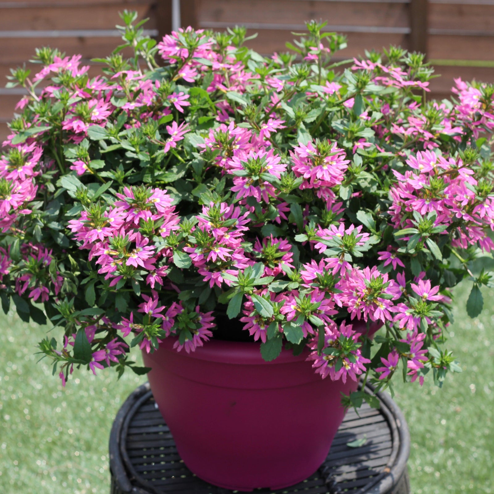 Scaevola 'Surdiva Fashion Pink' ~ SURDIVA® Fashion Pink Fan Flower-ServeScape
