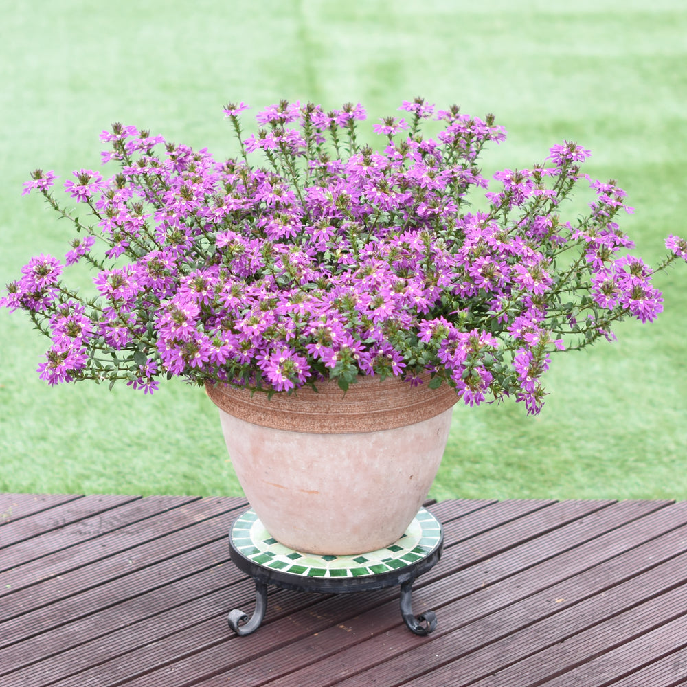 Scaevola 'Surdiva Purple' ~ SURDIVA® Purple Fan Flower-ServeScape